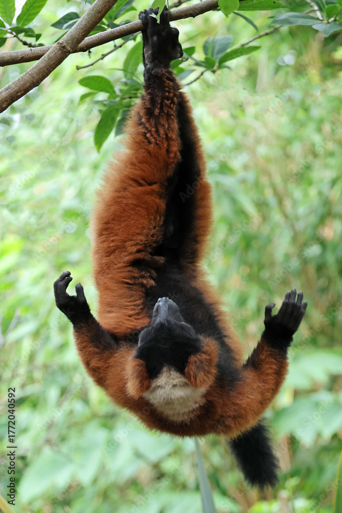 Naklejka premium Red ruffed lemur (Varecia rubra)