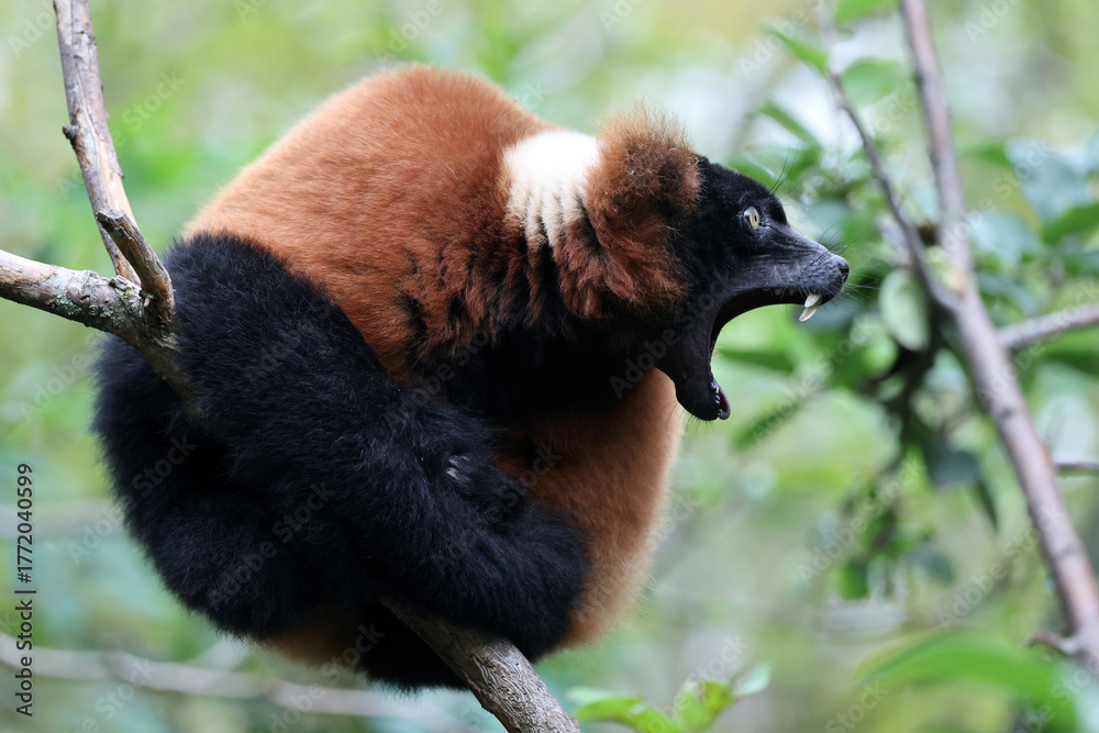 Obraz premium Red ruffed lemur (Varecia rubra)