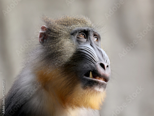 close up mandrill monkey (Mandrillus sphinx)
