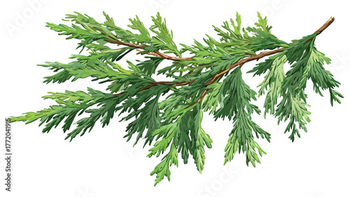 Cedar Branch with Evergreen Needlelike Leaves Vector Illustration