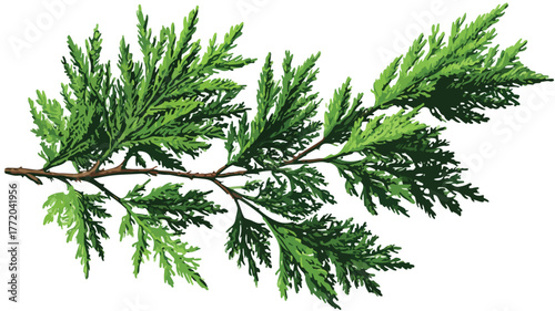 Cedar Branch Evergreen Needlelike Leaves Vector Illustration