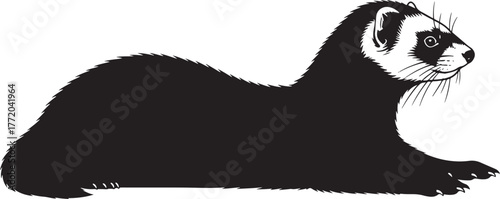 Adorable ferret lying down side view silhouette of cute playful mustelid mammal wild animal wildlife portrait