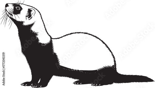 Adorable ferret standing proudly black and white silhouette for wildlife enthusiasts and pet lovers