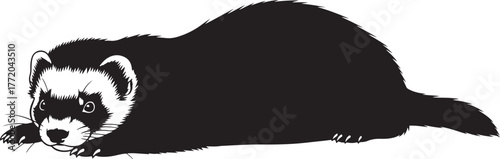 Black footed ferret resting alertly on a white surface a striking silhouette of a wild animal