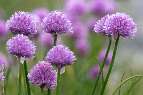 Fotografie A patch of wild garlic flavor chives growing on a hillside