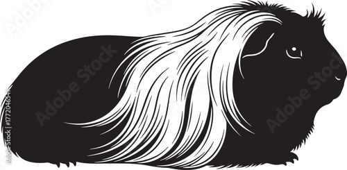 Adorable long haired black and white guinea pig profile side view simple artistic rendering cute rodent pet animal