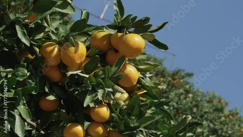 「有田みかん畑」和歌山県有田郡有田市・有田川町