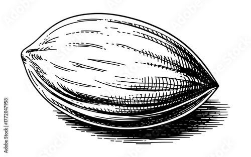 a single elongated seed with cross-hatching detail, symbolizing growth, nature, and organic life.