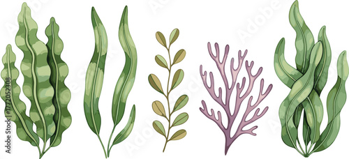 Seaweed illustration, marine plants, ocean flora, algae types, underwater vegetation, stylized graphic, nature element, coastal biology, vector design