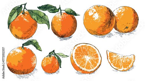 Vibrant Collection of Fresh Oranges and Sliced Oranges in a Creative Composition