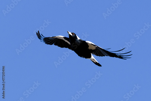 Australian magpie (Gymnorhina tibicen), Callum Brae NR, ACT, August 2025