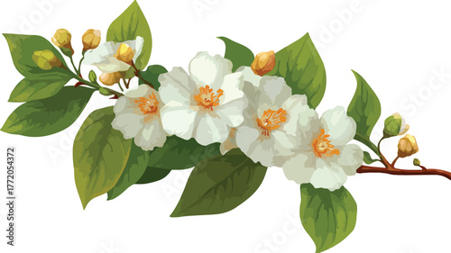 Botanical Beauty: Stunning Plant with White Flowers and Green Leaves Vector Illustration