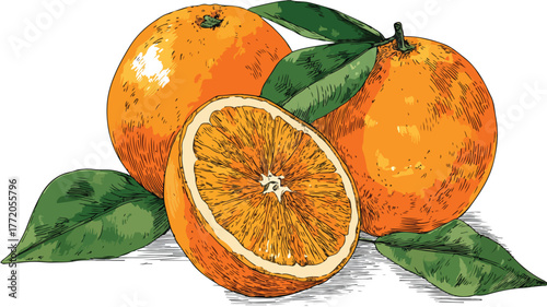 Vibrant Fresh Orange Fruit Design with Sweet Dessert Vector Illustration