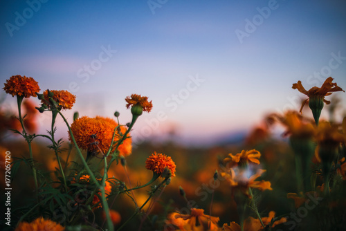 Mexican landscape at autumn sunset with marigold flowers, during the blue hour
