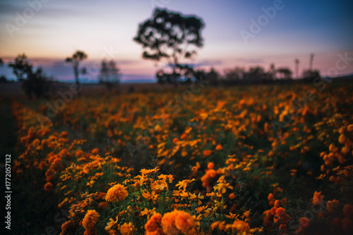 Mexican landscape at autumn sunset with marigold flowers, a beautiful sky with reddish lights, and a huge tree
