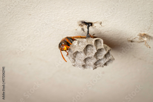 Australian Paper Wasp (Polistes humilis) and nest, Canberra, ACT, October 2025