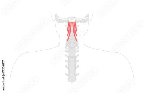 Longus capitis - anterior neck muscle shown in anatomy illustration, acts as weak flexor and lateral rotator of the head, innervated by cervical spinal nerves, used in medical training