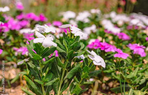 ニチニチソウの花2ー4