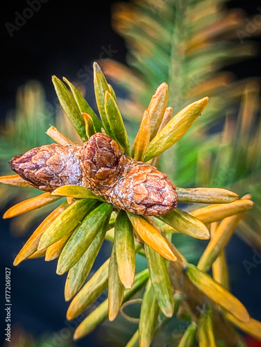 christmas decoration with cones
