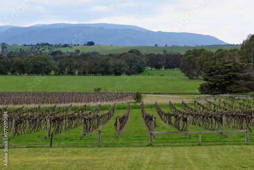 Fotografía Beautiful vineyard in the Yarra Valley - Yering, Victoria, Australia