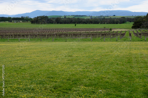 Cuadro en lienzo Beautiful vineyard in the Yarra Valley - Yering, Victoria, Australia