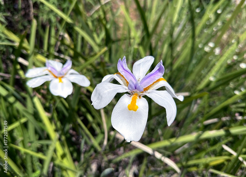 Beautiful flowering of Dietes grandiflora
