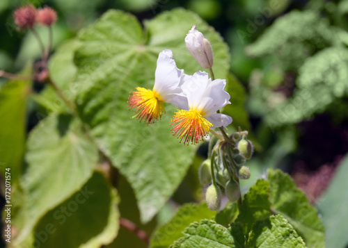 White flowers Sparmannia africana