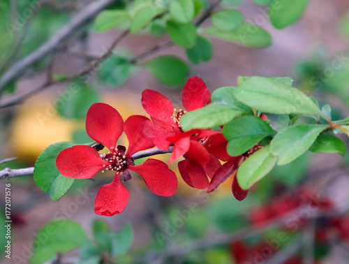 Blossom Japanese quince (lat.- Chaenomeles japonica)