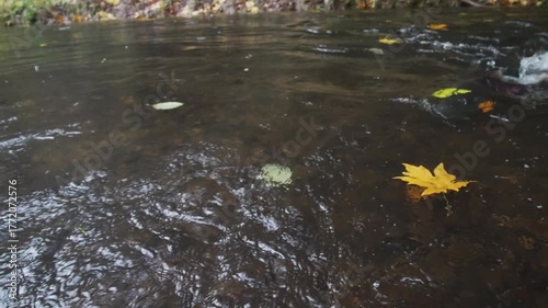 Slow Motion Salmon Migration - Chinook Salmon (Oncorhynchus tshawytscha) swiming upstream in a small creek.