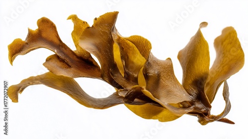 Macro photo of brown seaweed fucus isolated on white, natural marine plant texture
