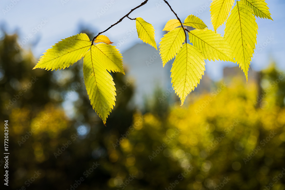 Obraz premium Yellow autumn leaves glowing under warm sunlight
