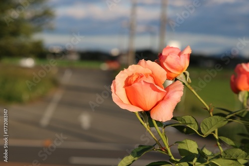 秋の田舎道に咲くバラの花
