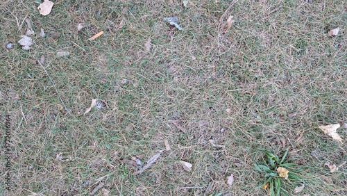 Dry grass texture