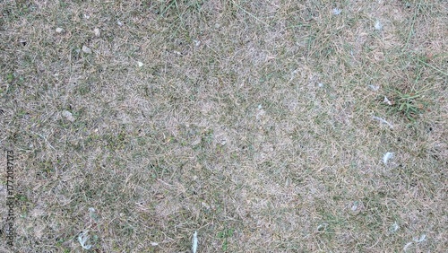 Dry grass texture