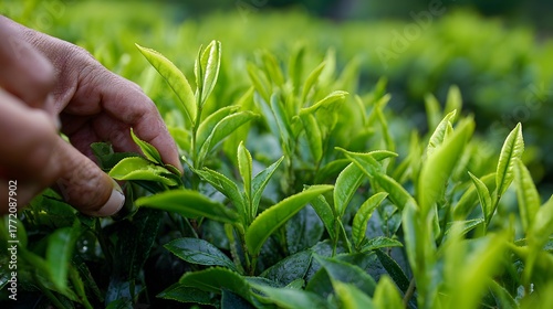 Worker carefully plucking fresh young shoots from vibrant green tea bushes in a cultivated field