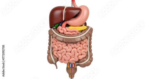 Detailed anatomical model of the human digestive system for medical study and health concepts isolated PNG with Transparent Background