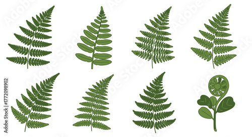 Fern fronds collection isolated botanical illustrations vector design