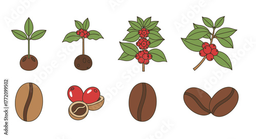 Stages of a Coffee Plant with Berries and Roasted Beans on White Background