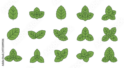 Assorted Fresh Mint Leaves Green Herbs Illustration on White