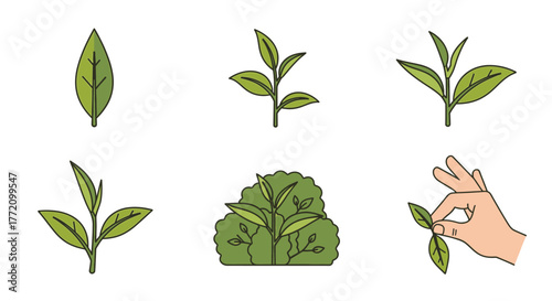 Vector Illustration of Tea Leaves and Harvesting Process on White Background