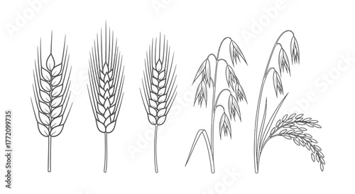 Assortment of Grain Sketches Wheat Oats and Rice Botanical Illustration