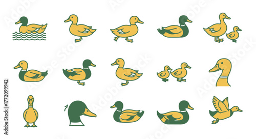 Simple duck illustration set in different poses and styles flat design