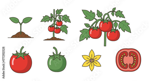 Tomato plant growth stages from sprout to sliced fruit