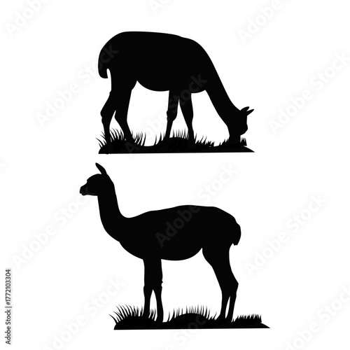 Silhouette of llamas standing and grazing on grass. Alpaca animal illustration