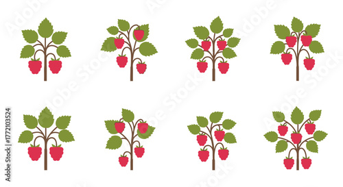Cartoon raspberry bushes isolated on white background illustration set