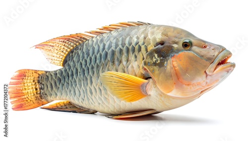 A whole, fresh fish with a mix of blue, gold, and orange scales. Its fins are vibrant, and it appears isolated against a white background