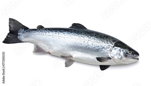 A whole, silver-scaled fish rests on a clean, white background. The fish has dark grey fins and a dorsal fin. A detailed view of the fish