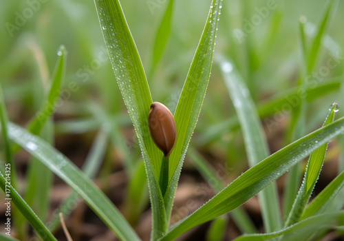 Fallen seed resting among grass blades
