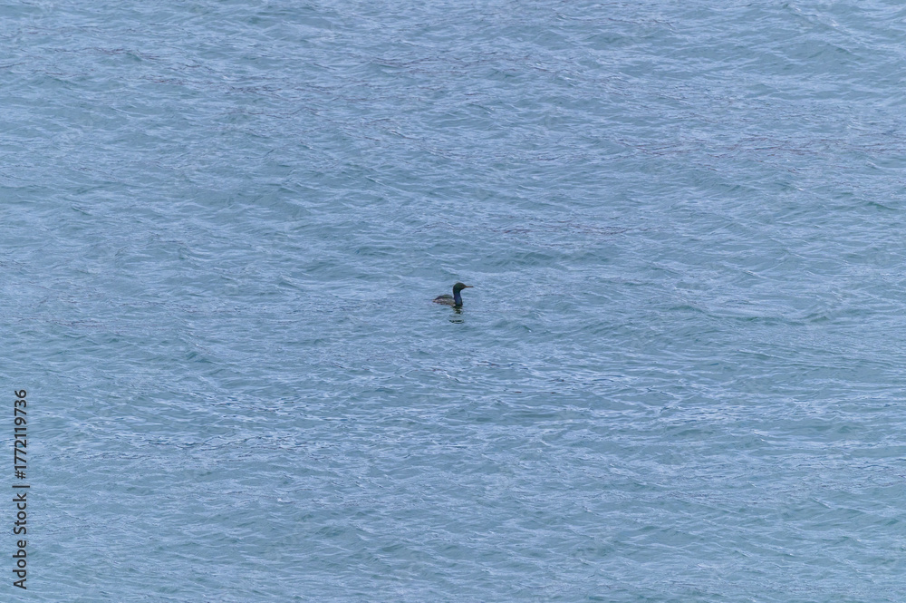 Fototapeta premium Pelagic Cormorant Swimming in Vancouver Harbour, at Vancouver, British Columbia, Canada.