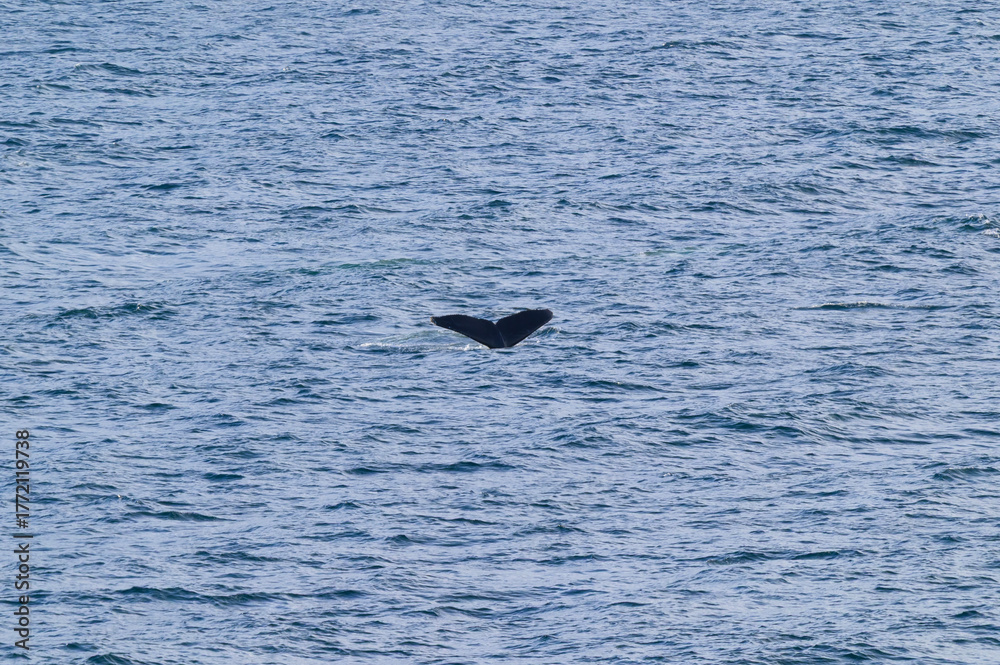 Fototapeta premium Humpback Whale Tail Surfaces in Seymour Narrows in the Strait of Georgia, near Vancouver, British Columbia, Canada.